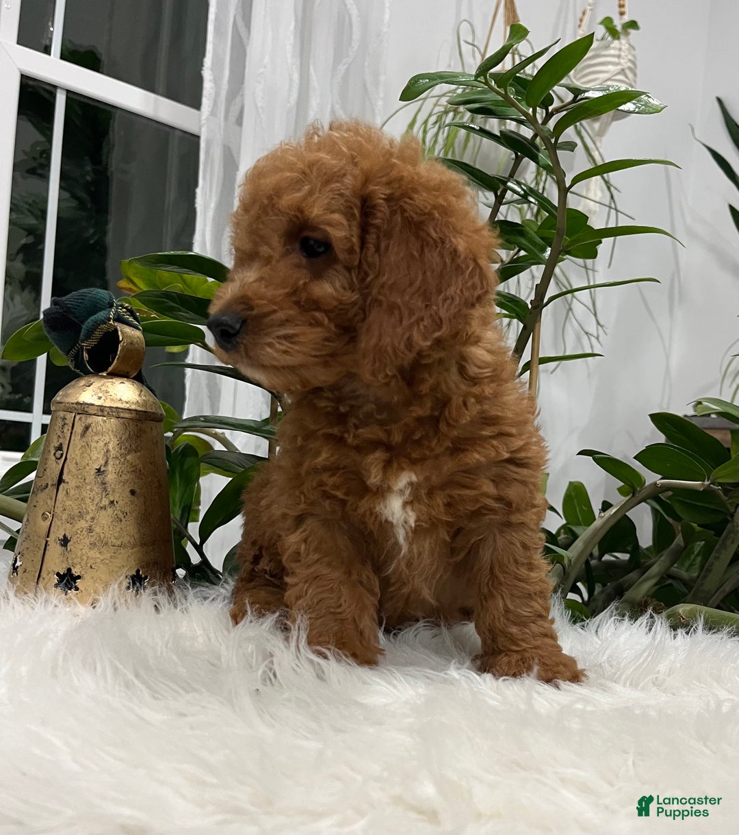 Goldendoodle dogs for sale: Jackson - Ad 3