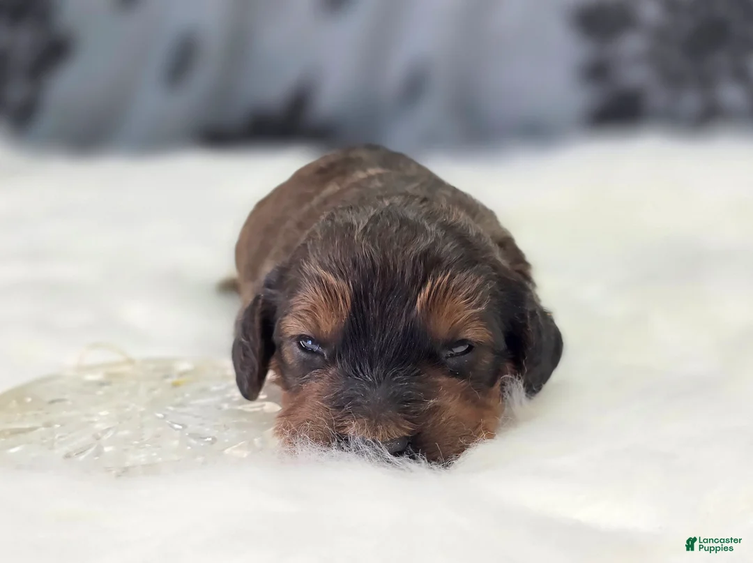 Cockapoo dogs for sale: Nebula - Ad 6