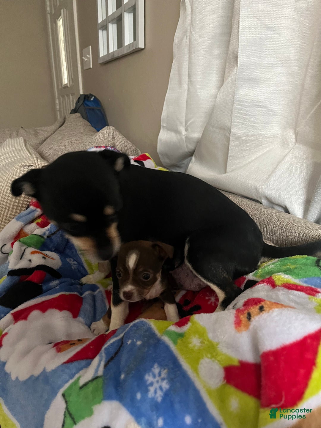 Chihuahua dogs for sale: Chihuahua Puppy 3 - Ad 8