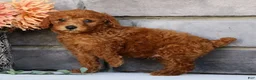 Miniature Poodle dogs for sale: Nash - Ad 4