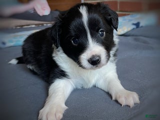 Mixed Breed dogs Zig Zig - Ad 7