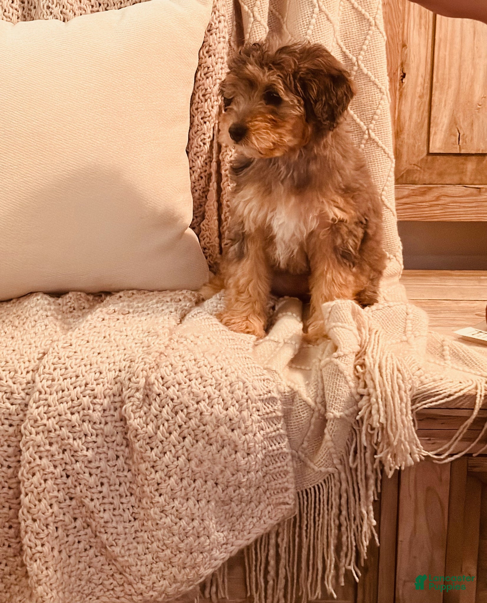 Bernedoodle dogs Eloise, A Beautiful Tri-color Merle, Tan, & White Girl - Ad 1