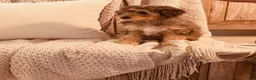 Bernedoodle dogs for sale: Eloise, A Beautiful Tri-color Merle, Tan, & White Girl - Ad 1