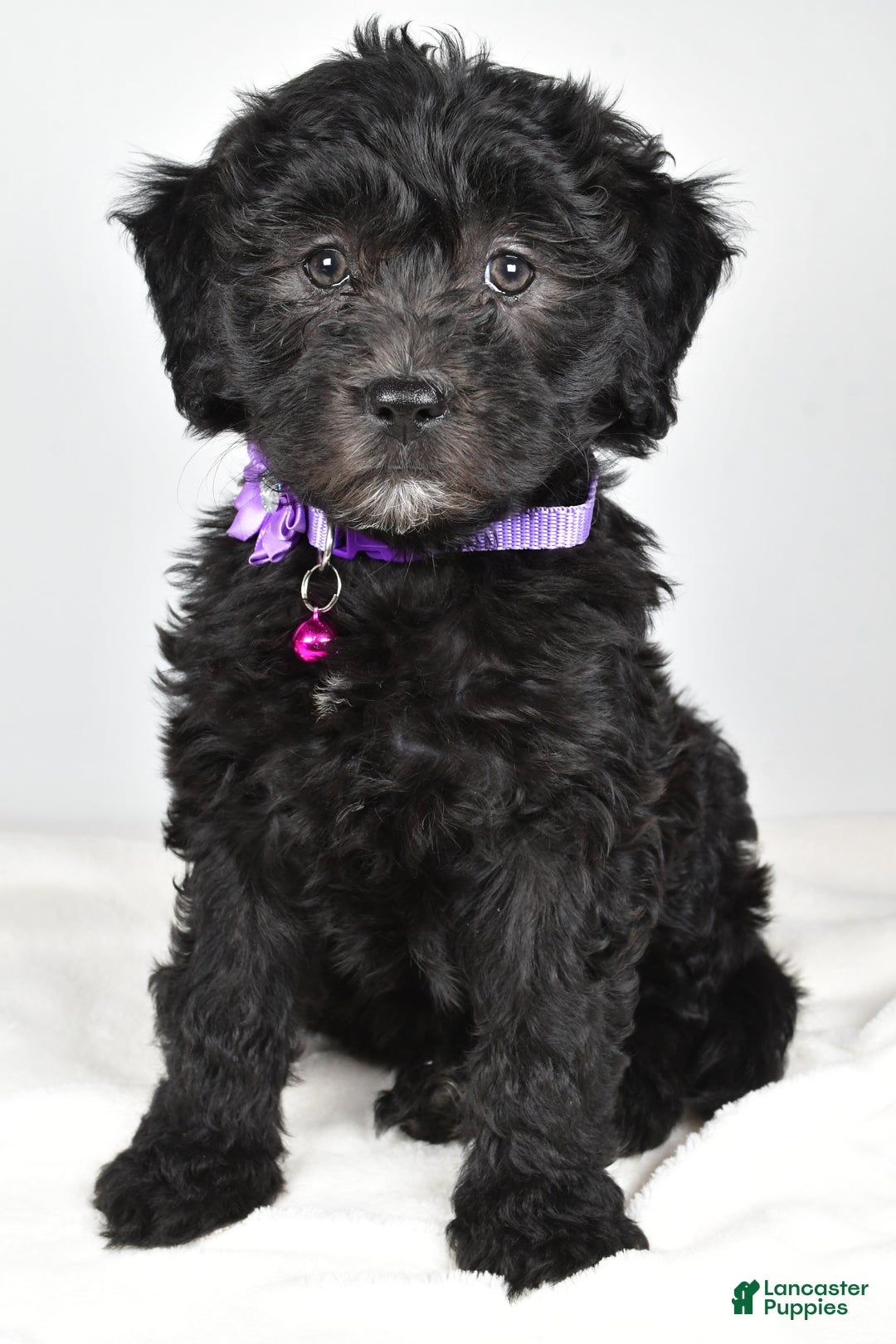 Newfypoo dogs for sale: Holly f one b - Ad 6