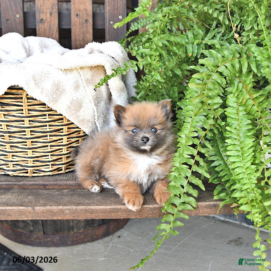 Pomeranian dogs for sale: Cooper - Ad 3