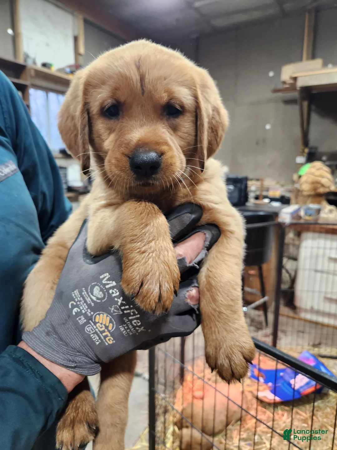 Goldador dogs for sale: Goldador Puppy purple collar  - Ad 1