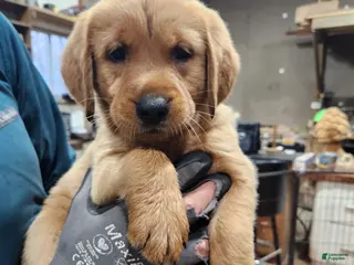 Goldador dogs Goldador Puppy purple collar - Ad 7