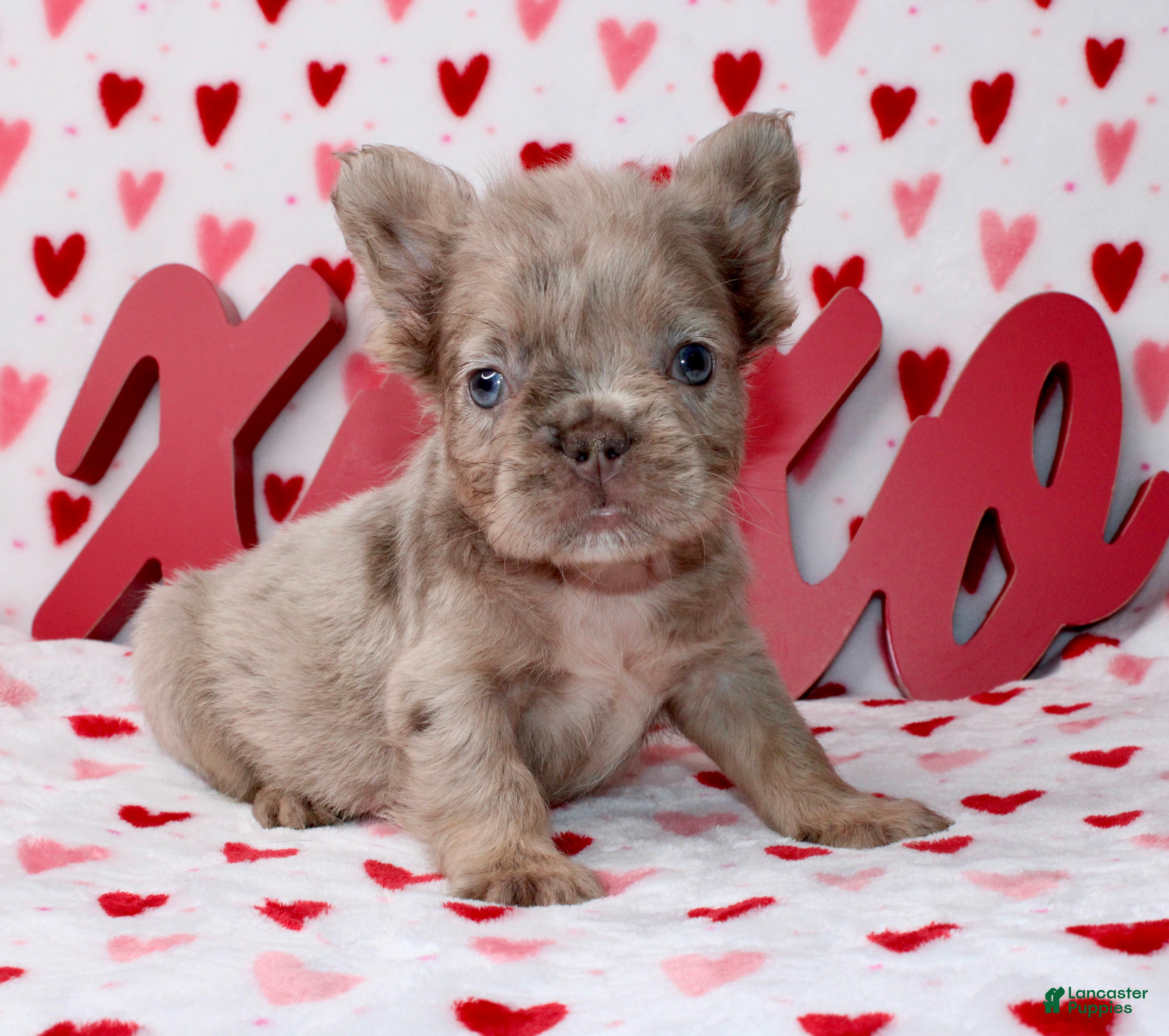 French Bulldog dogs Teddy  - Ad 8