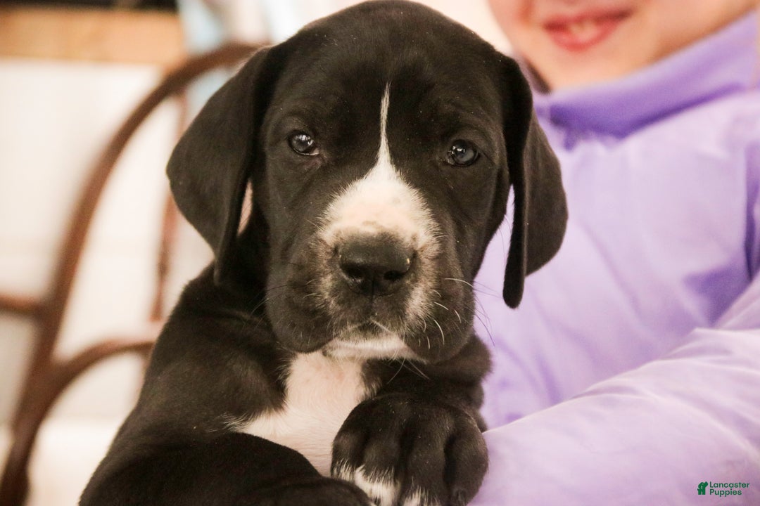 Great Dane dogs for sale: Toby - Ad 6