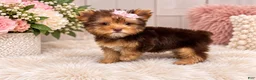 Yorkshire Terrier dogs for sale: Miss Jill - Ad 5