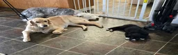 Mixed Breed dogs for sale: Dot - Ad 3