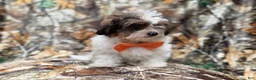 Shihpoo dogs for sale: Dagger - Ad 6