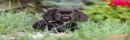 Cocker Spaniel dogs for sale: Denver - Ad 5
