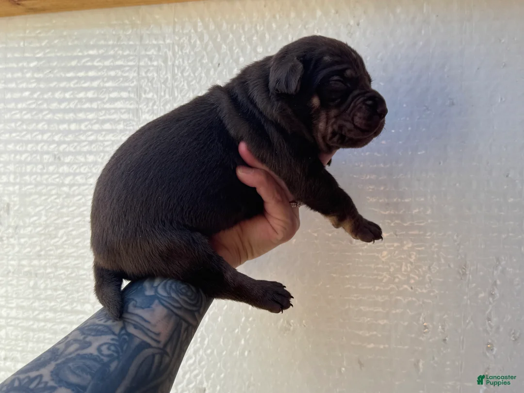 Catahoula Leopard Dog dogs for sale: Boy 2 - Ad 5