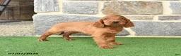 Irish Setter dogs for sale: Conner - Ad 3