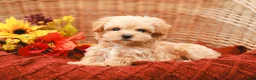 Maltipoo dogs for sale: Jude - Ad 4