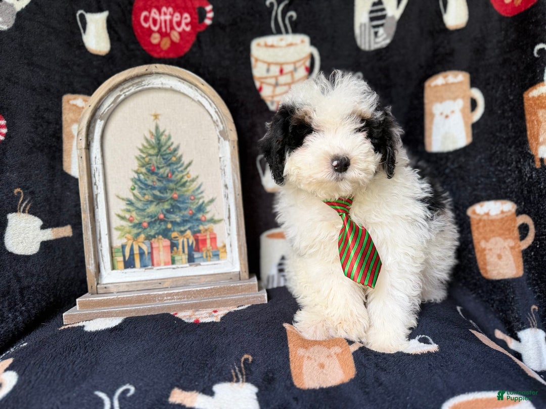 Yorkiepoo dogs for sale: Grinch - Ad 1