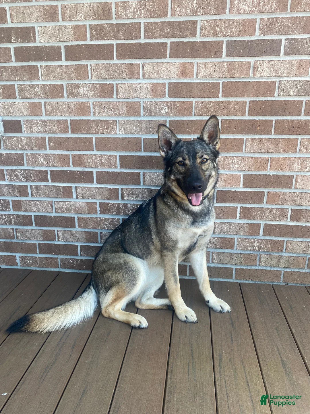 Mixed Breed dogs for sale: Mixed Breed Puppy 1 - Ad 3