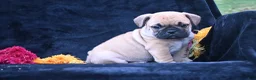 Mixed Breed dogs for sale: Buddy - Ad 4