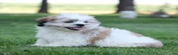Teddy Bear dogs for sale: Tank Teddy Bear Puppy  - Ad 4