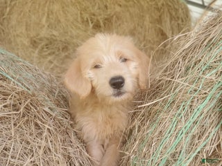 Labradoodle dogs - Ad 2