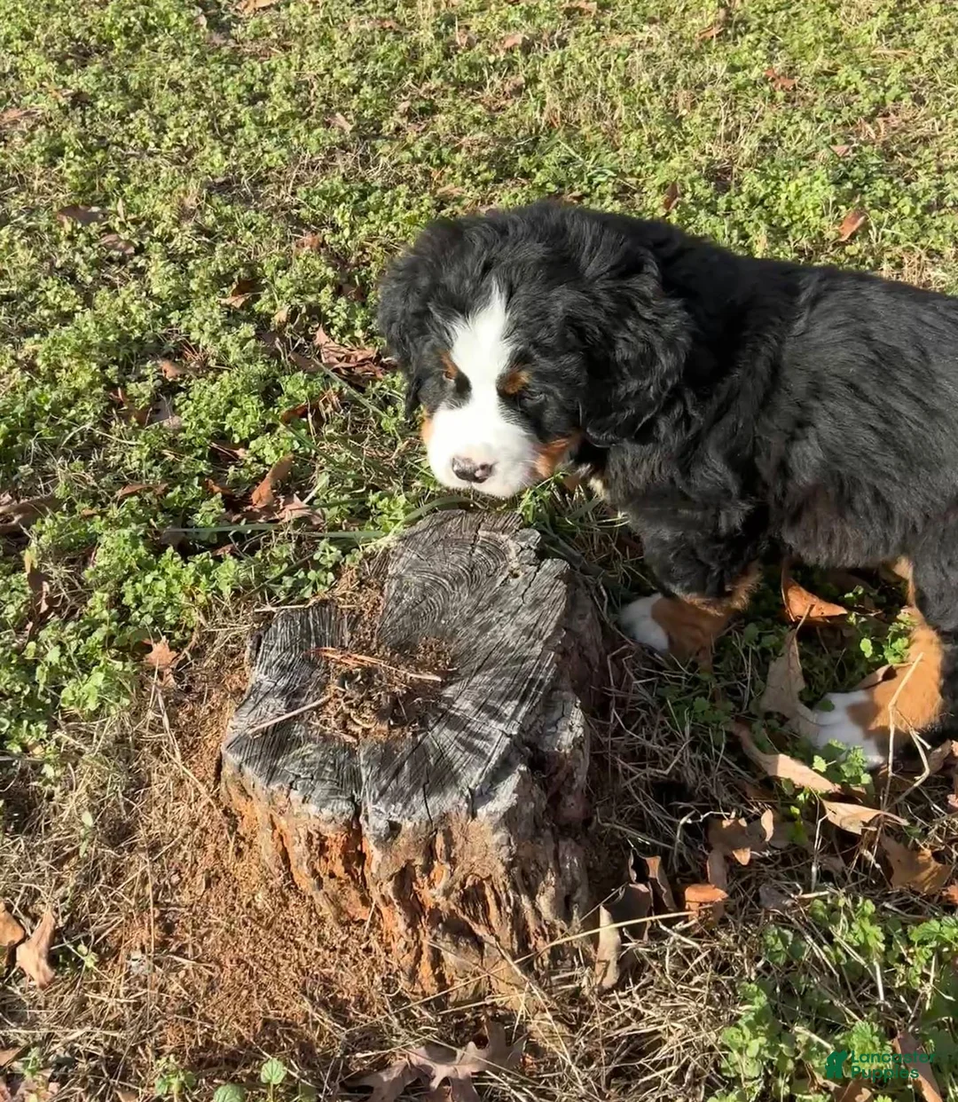 Bernese Mountain Dog dogs for sale: "Max"  Bernese Mountain Dog Puppy 2 - Ad 8