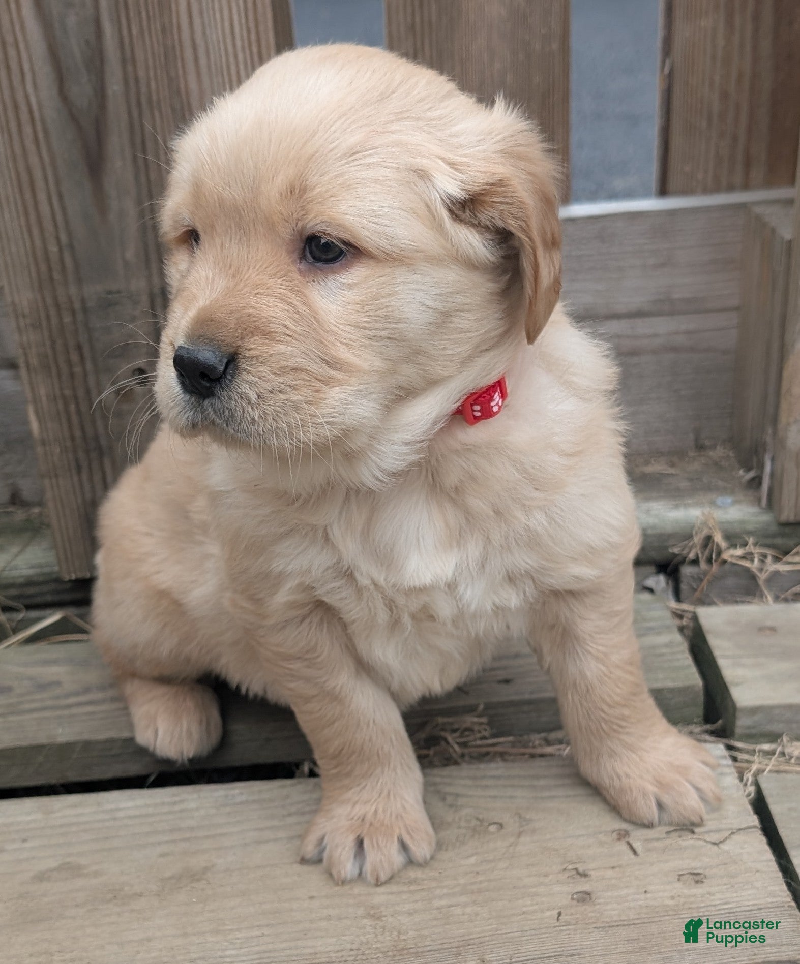 Golden Retriever dogs Leo - Ad 17
