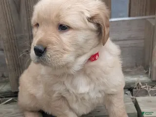 Golden Retriever dogs Leo - Ad 14