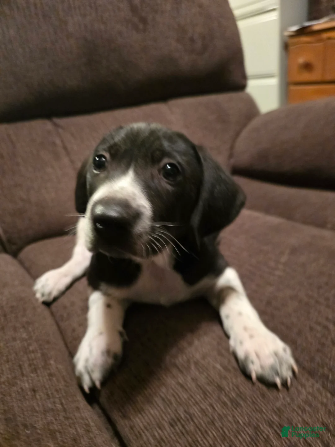 Other breed dogs for sale: Levi - Ad 14