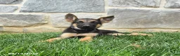 German Shepherd dogs for sale: Tanisha - Ad 3