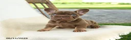 French Bulldog dogs for sale: Kona - Ad 3