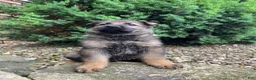 German Shepherd dogs for sale: Western - Ad 6