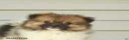 Pomeranian dogs for sale: Geneva - Ad 5