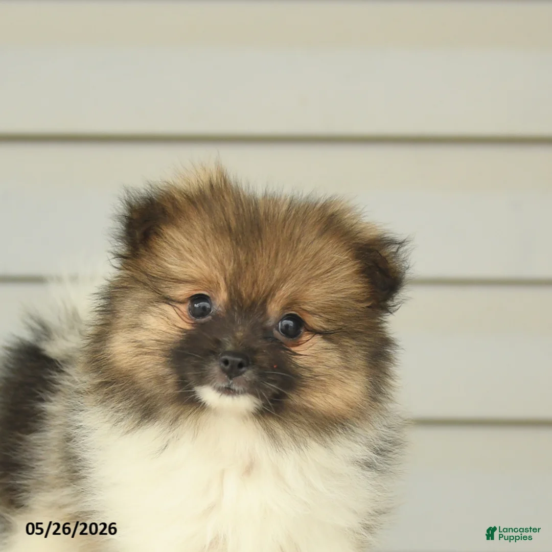 Pomeranian dogs for sale: Geneva - Ad 5