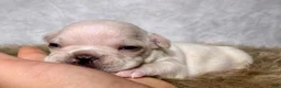 Frenchton dogs for sale: Mr. Charlie  - Ad 4