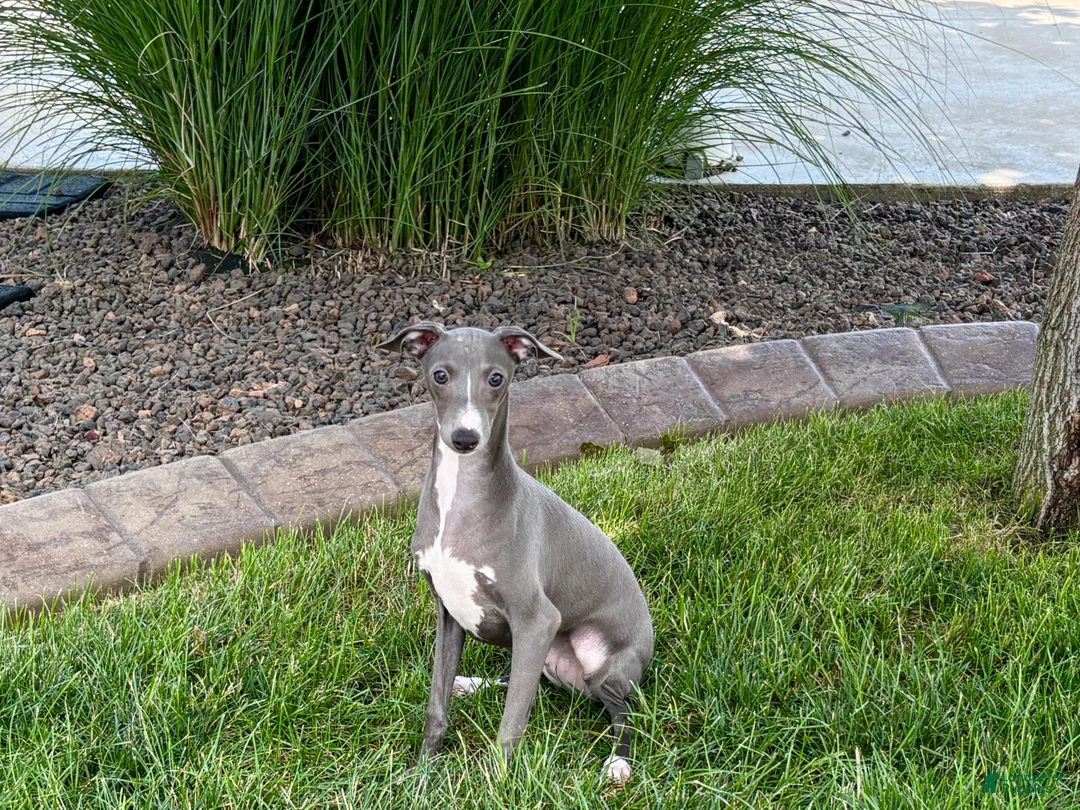 Italian Greyhound dogs for sale: Dannie - Ad 1
