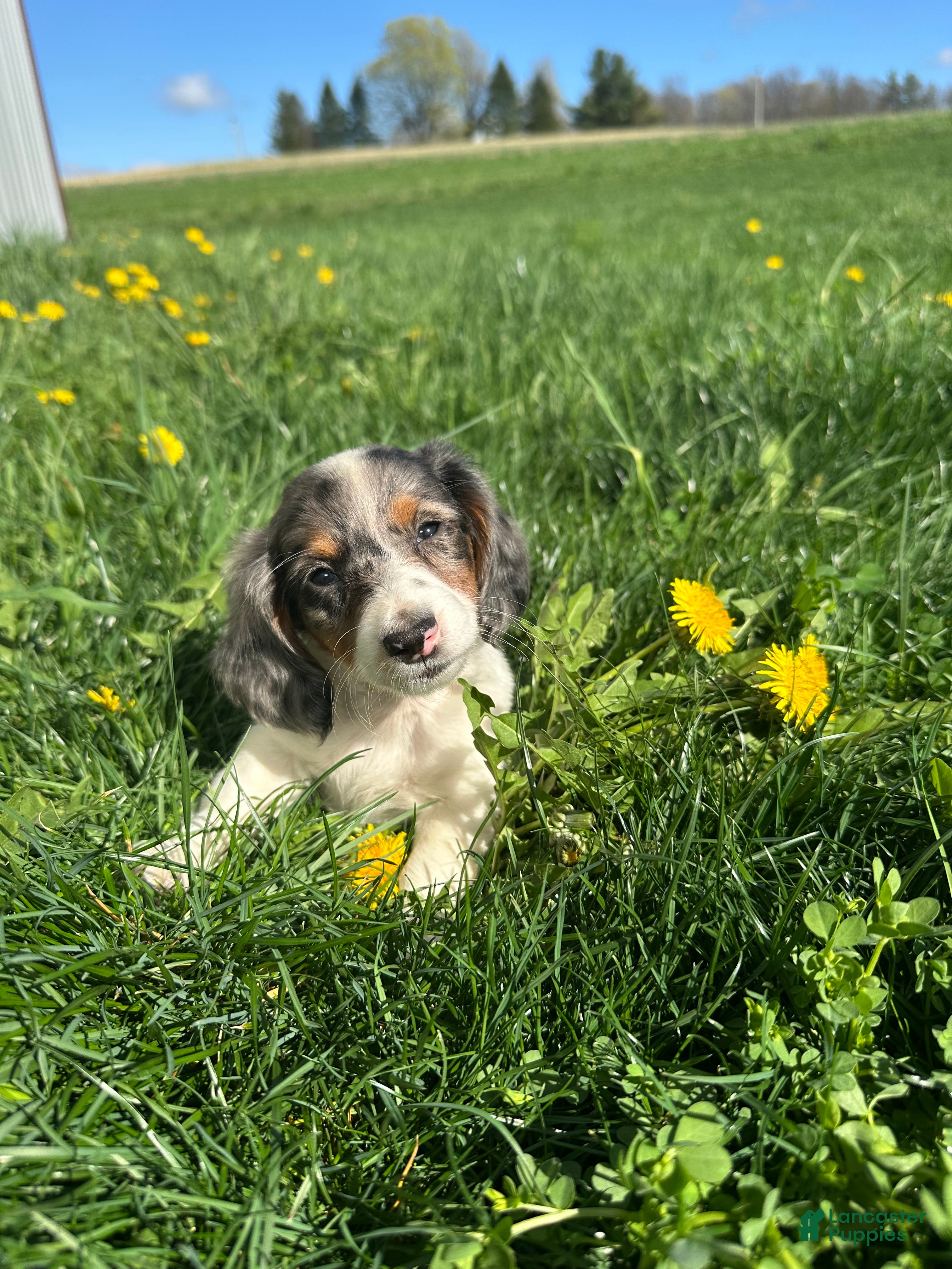 Miniature Dachshund dogs Marco - Ad 1