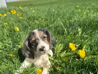 Miniature Dachshund dogs for sale: Marco - Ad 2