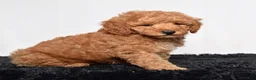 Mini Goldendoodle dogs for sale: Rex - Ad 3