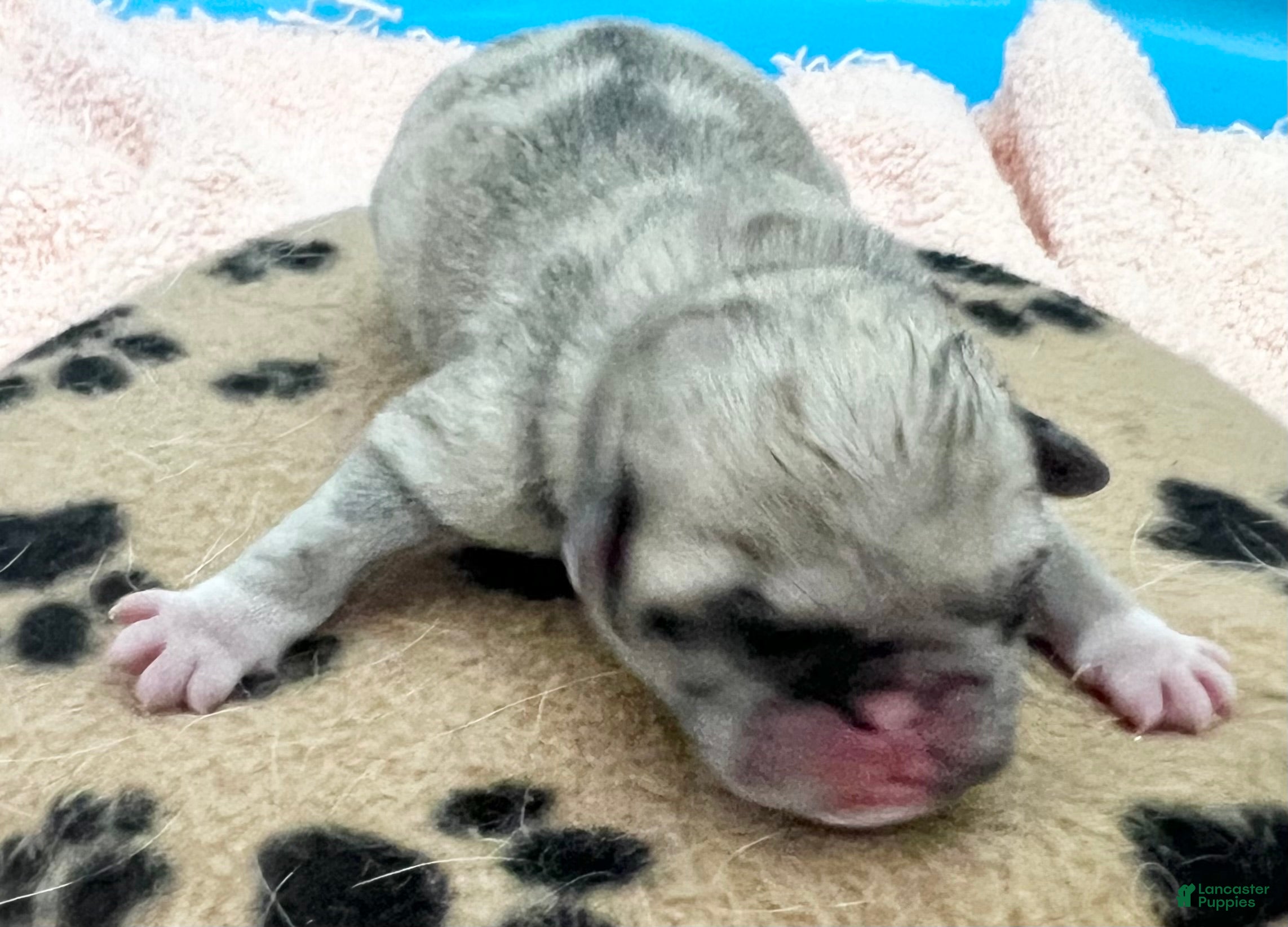 Pug dogs Fawn merle - Ad 25