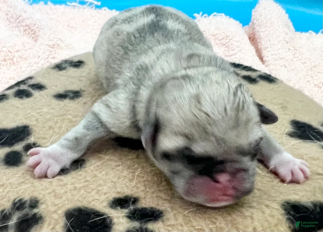 Pug dogs for sale: Fawn merle - Ad 1