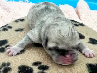 Pug dogs Fawn merle - Ad 5