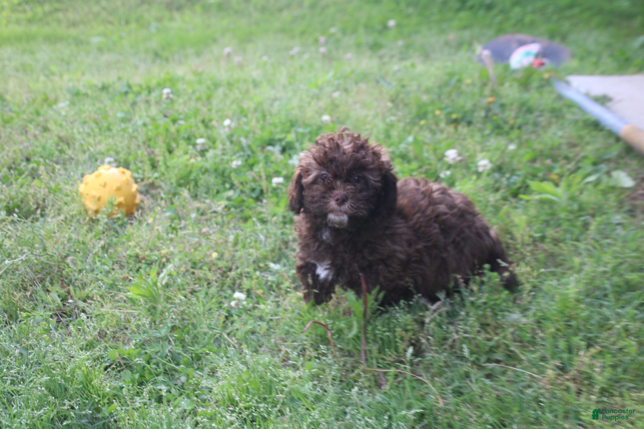 Shihpoo dogs for sale: Johnny Cash - Ad 1