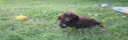 Shihpoo dogs for sale: Johnny Cash - Ad 1