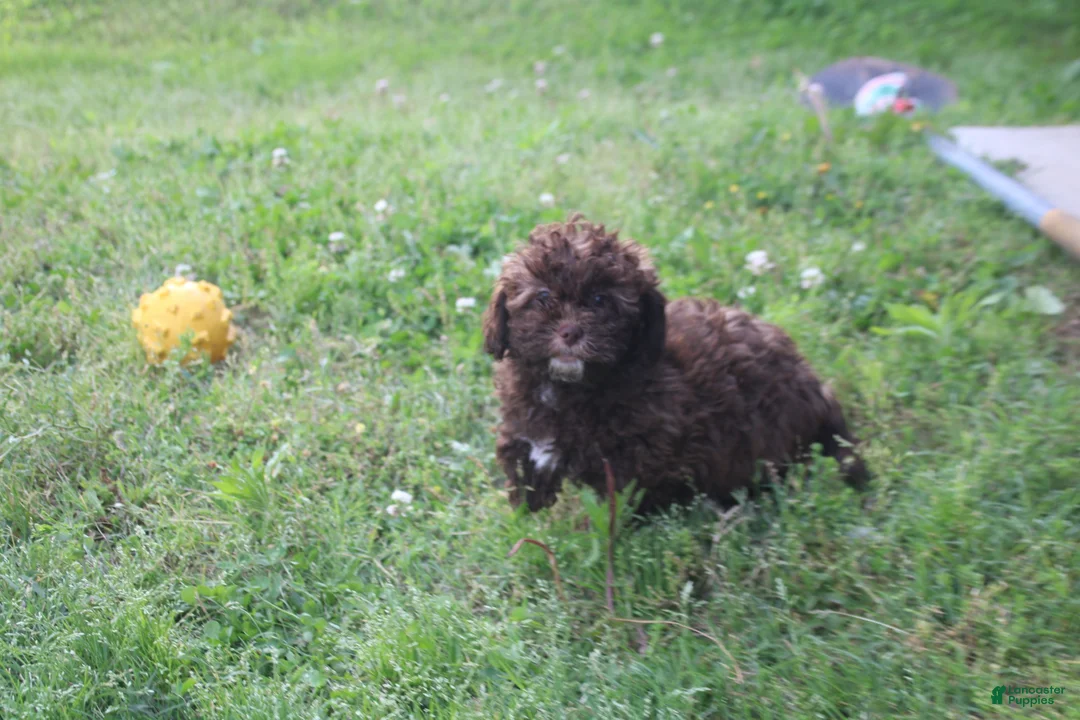 Shihpoo dogs for sale: Johnny Cash - Ad 1
