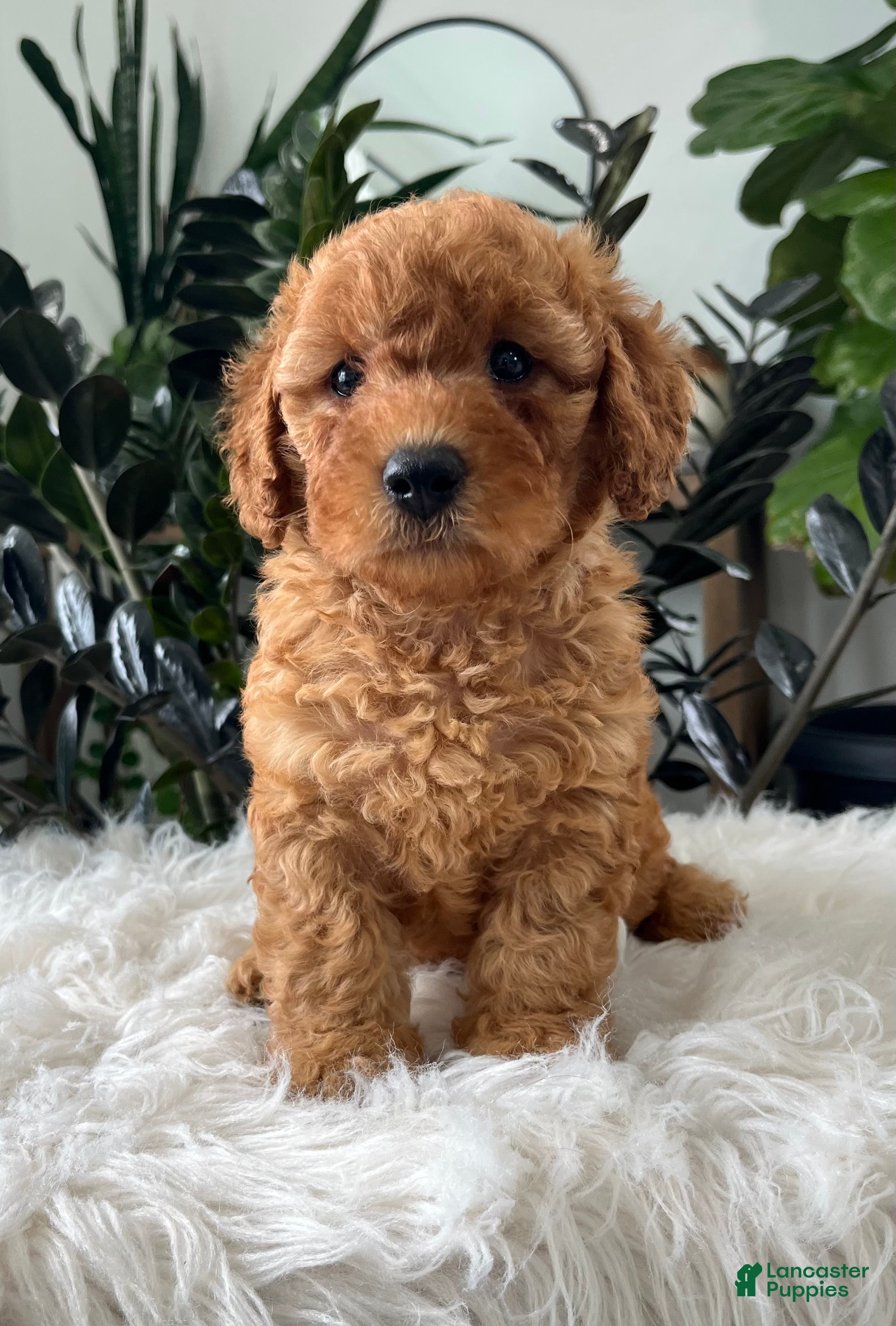 Mini Goldendoodle dogs Baya - Ad 1