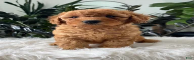 Baya