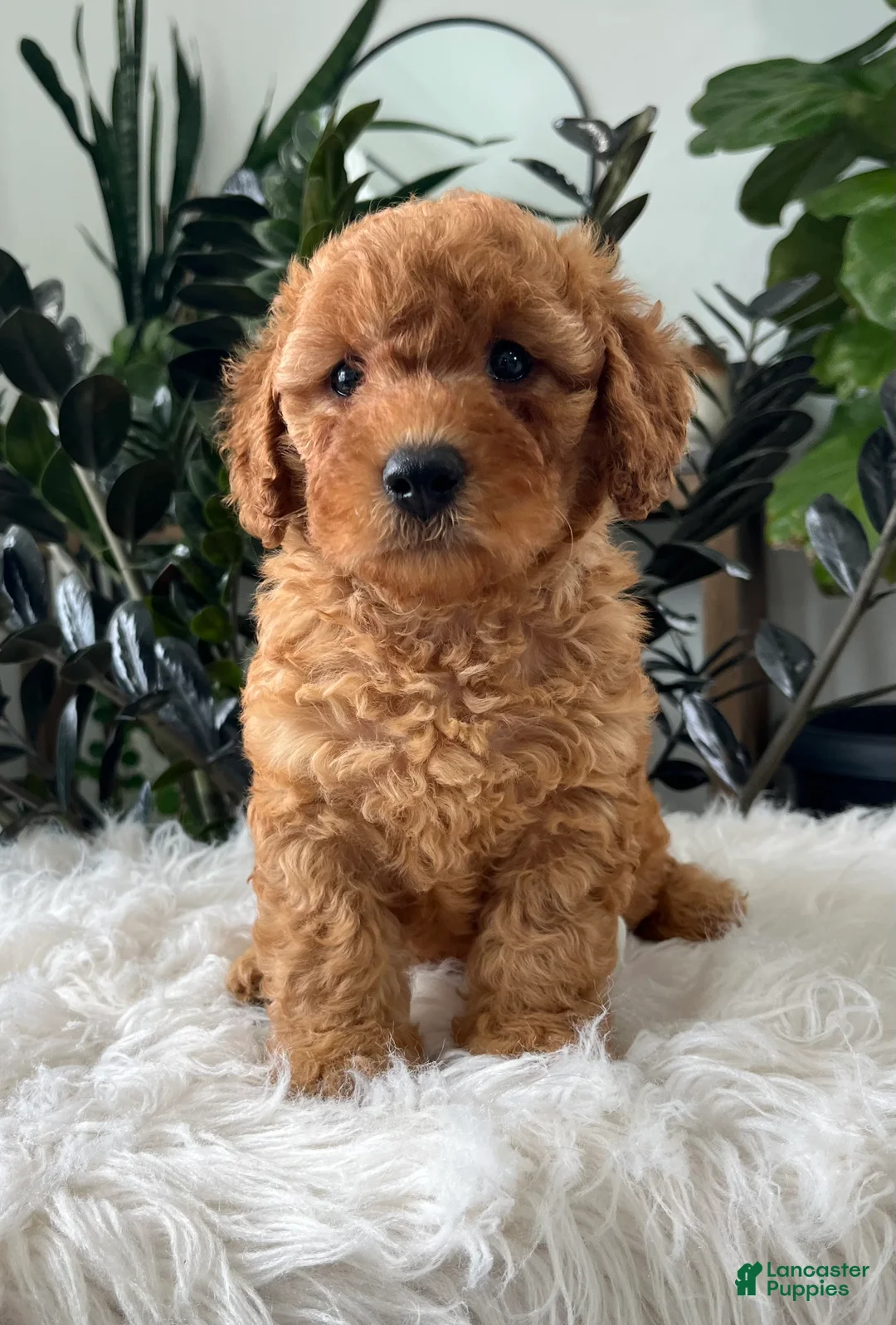Mini Goldendoodle dogs for sale: Baya - Ad 1