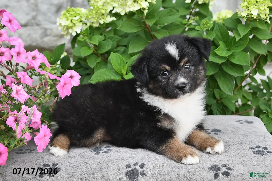 Miniature Australian Shepherd dogs for sale: Billy - Ad 2
