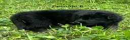 German Shepherd dogs for sale: German Shepherd 6 - Ad 6
